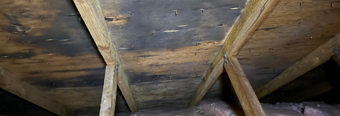 mold-removal-remediation-services-vancouver-island-professionals