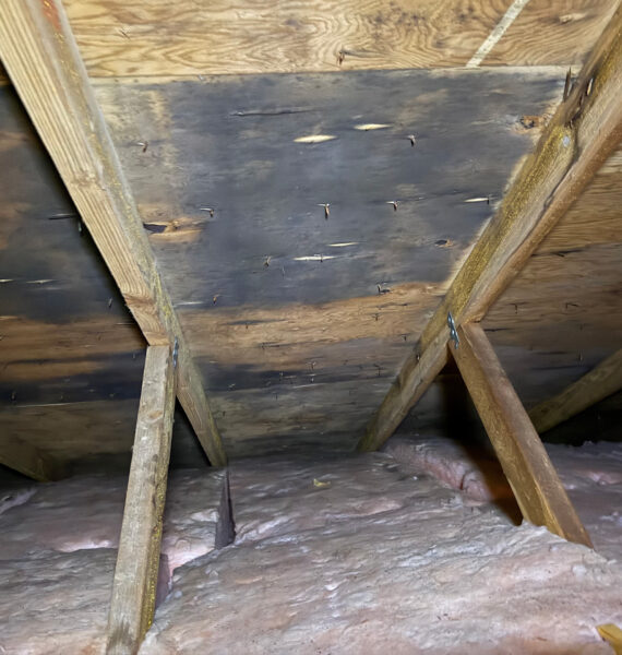 mold-removal-remediation-services-vancouver-island-professionals