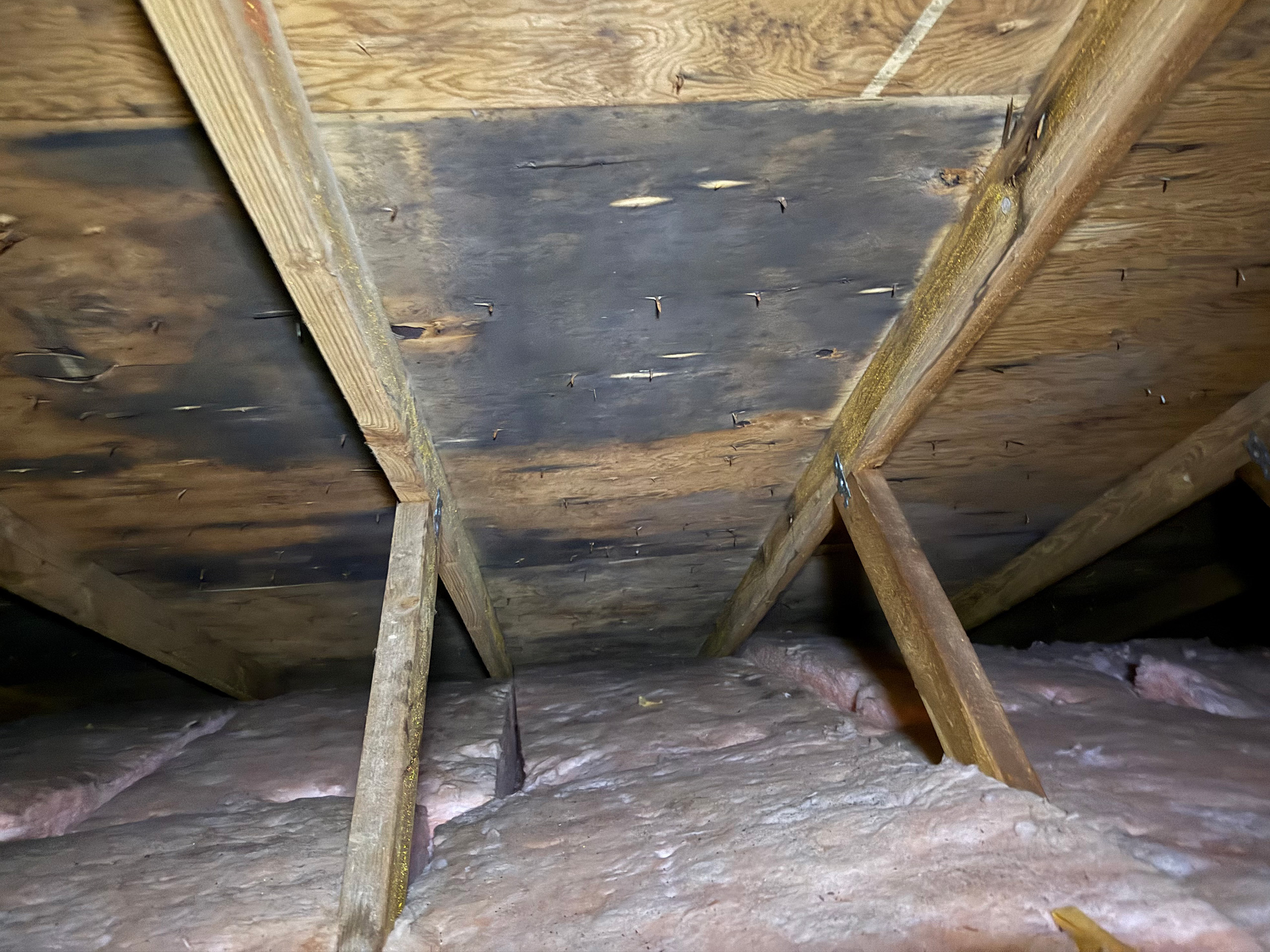 mold-removal-remediation-services-vancouver-island-professionals